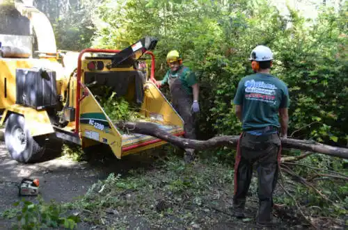 tree services Scotts Valley